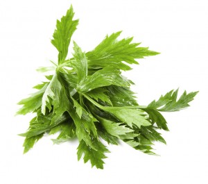 celery-leaves